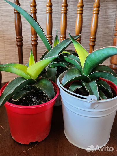Сансевиерия сортовая Стар Канари