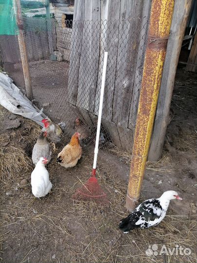 Куры несушки