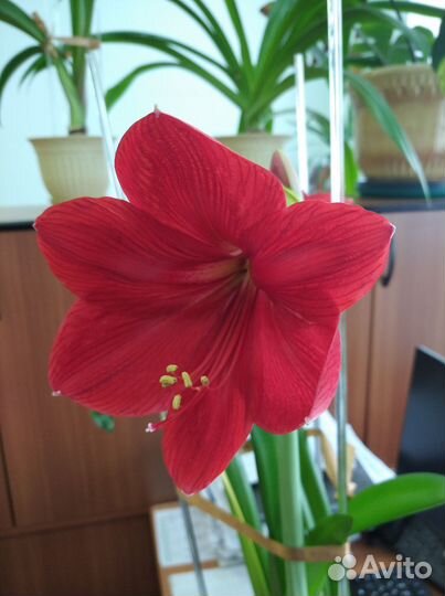 Гиппиаструм