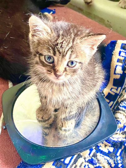 Котята полосатики 1,5 месяца в поисках дома