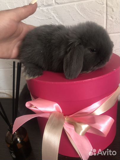 Кролик вислоухий NHD mini-lop
