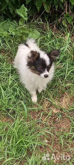 Щенки папийона