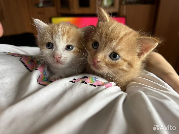 Кошка и кот