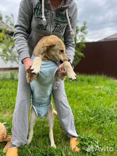 Собака в добрые руки щенок