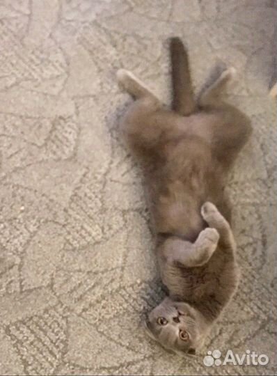 Кошечка ищет кота на вязку