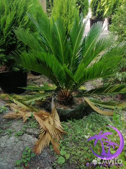 Пальма Большая Цикос (Саговник)