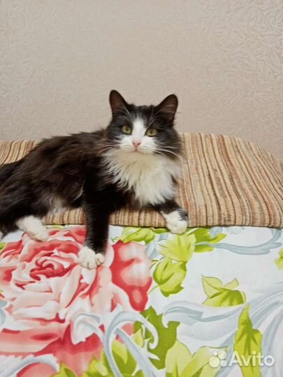 Кошка