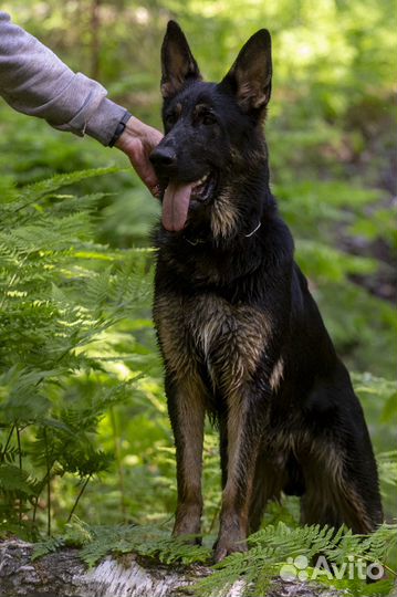Подрощенный щенок немецкой овчарки