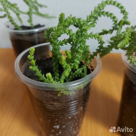 Крассула плауновидная