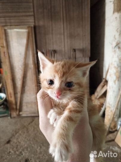 Котята в добрые руки 1 месяц