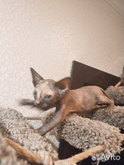 Канадский Сфинкс котенок