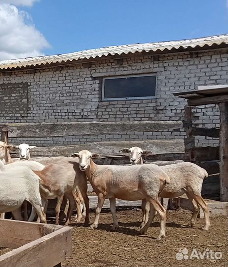 Ярки Катумские открыта бронь