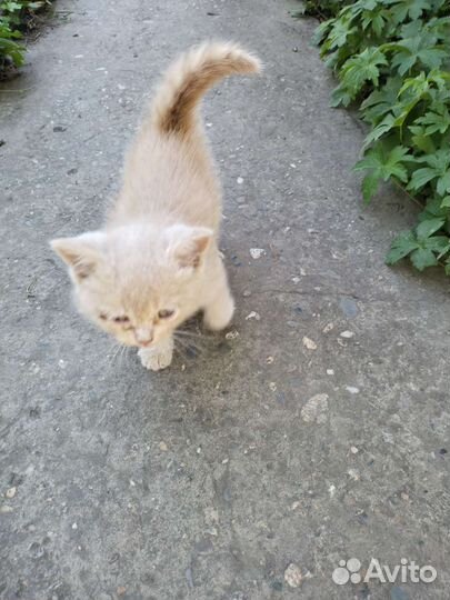 Рыжий котенок мальчик