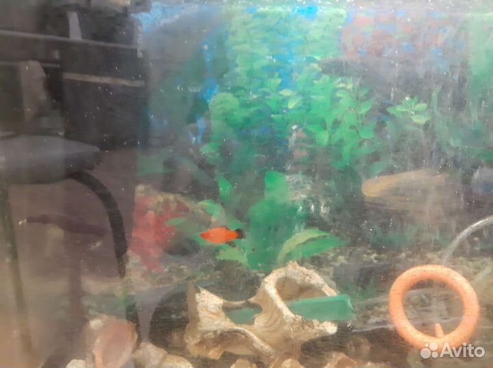 Аквариум