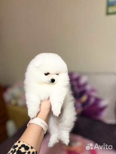 Щенки шпица