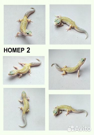 Эублефары купить взрослые