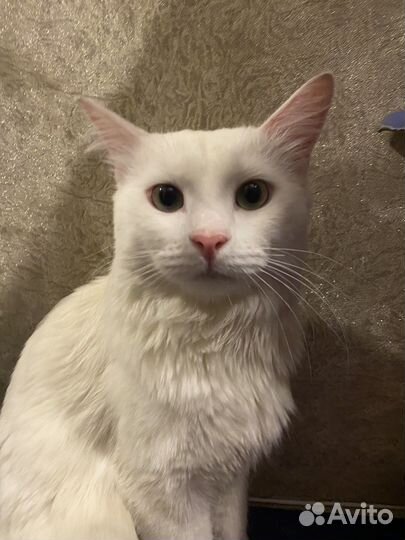 Передержка животных