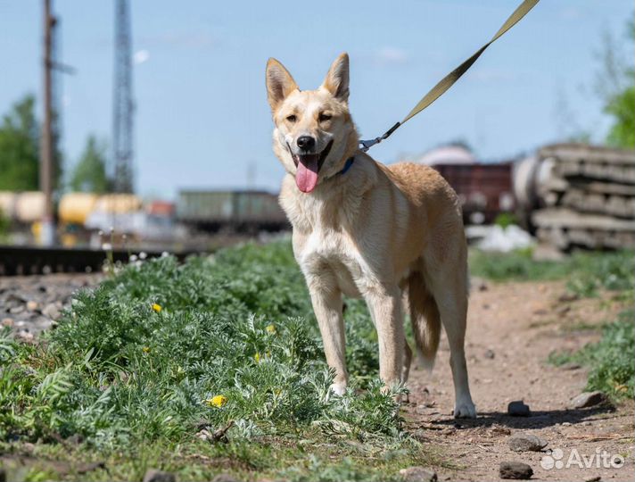 Собака в добрые руки