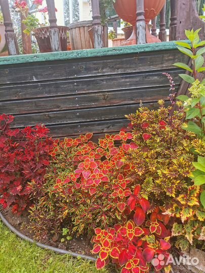 Колеусы вегетативные