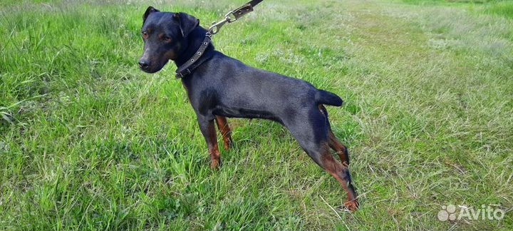 Ягдтерьет, сука