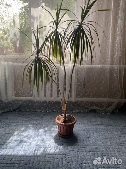 Офисные растения