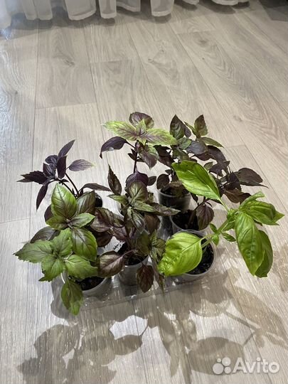 Базилик рассада