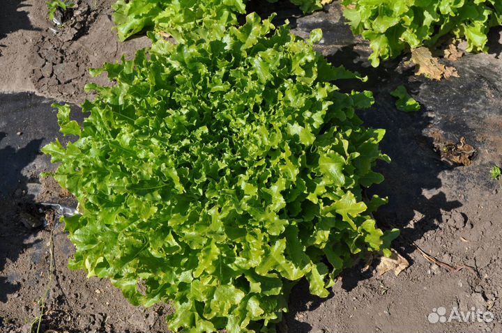 Семена Салата 