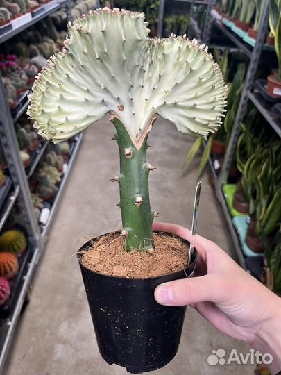 Эуфорбия Лактея кристата