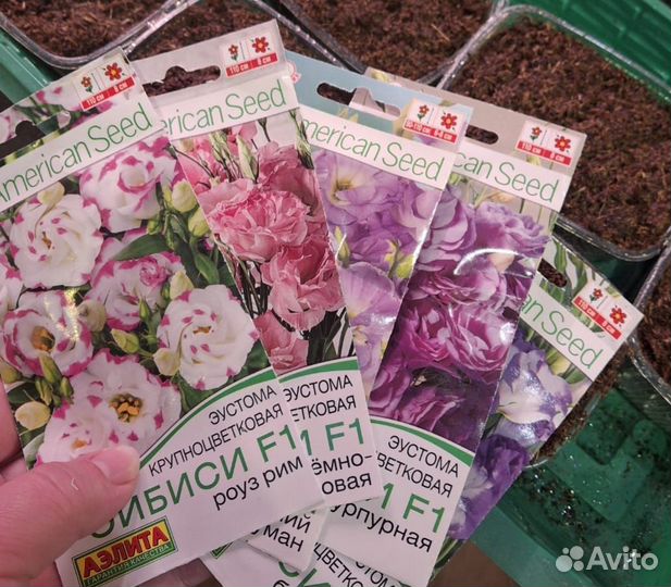 Эустома рассада