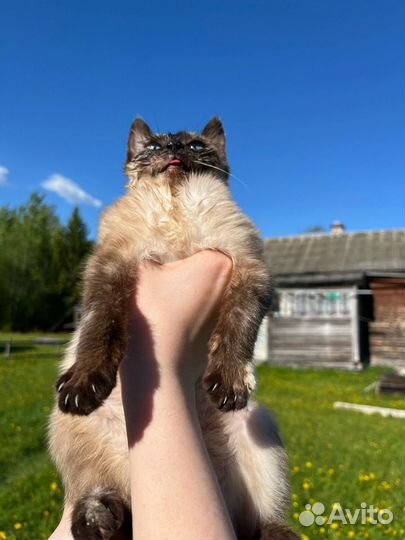 Котенок ищет дом