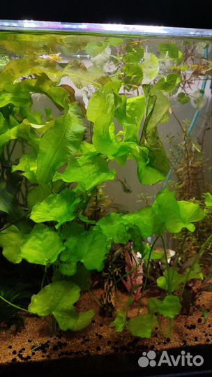 Аквариумные растения и карликовые лягушки