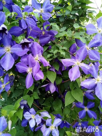 Саженцы плетистых роз. клематисы