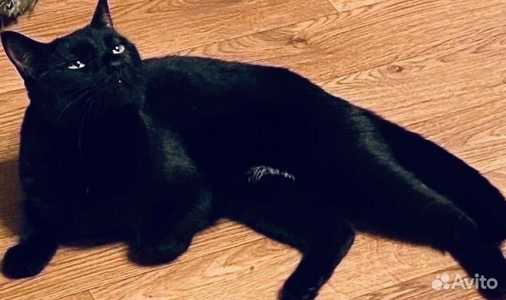 Ёня в добрые ручки