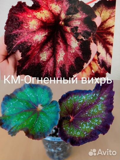 Бегонии км, часть 2