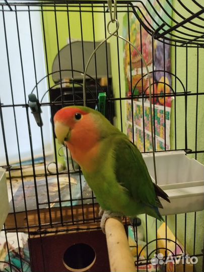 Ручной говорящий попугай