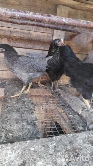 Курочки несушки