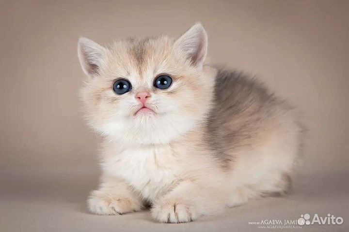 Британская золотая шиншилла ay11