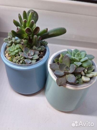 Суккуленты