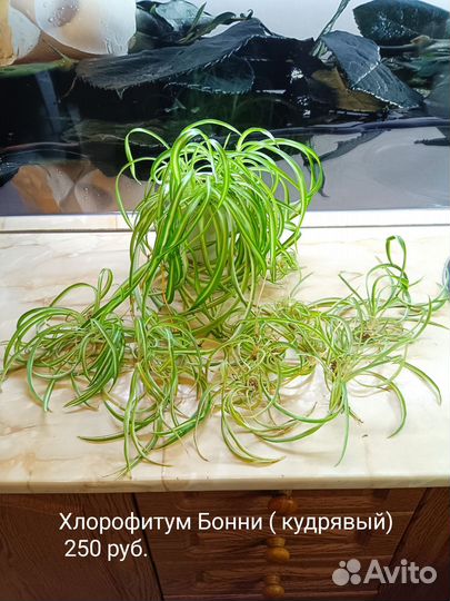 Хлорофитум бонни