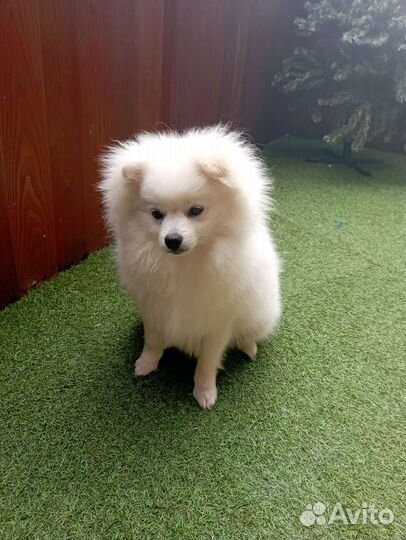 Померанский шпиц,ищет подружку