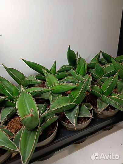 Сансевиерия samurai