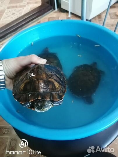 Красноухии черепахи