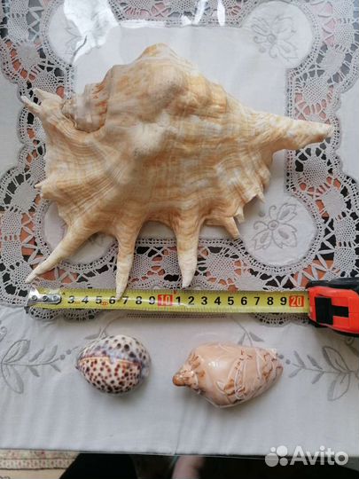 Океанические раковинины