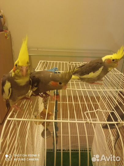 Продам попугая корелла