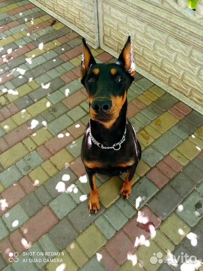 Продам щенков доберманов