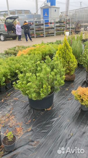 Сосна горная крупномер