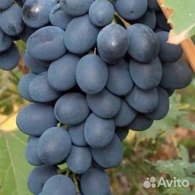 Саженцы винограда