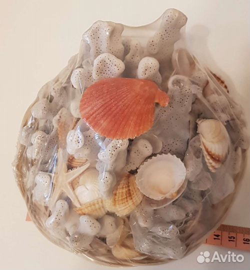 Морские ракушки и кораллы