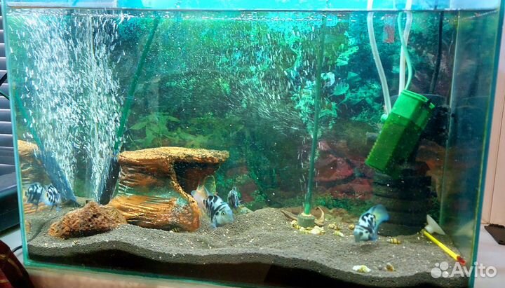 Аквариум 55 литров