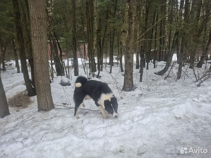 Щенок лайки русско-европейской